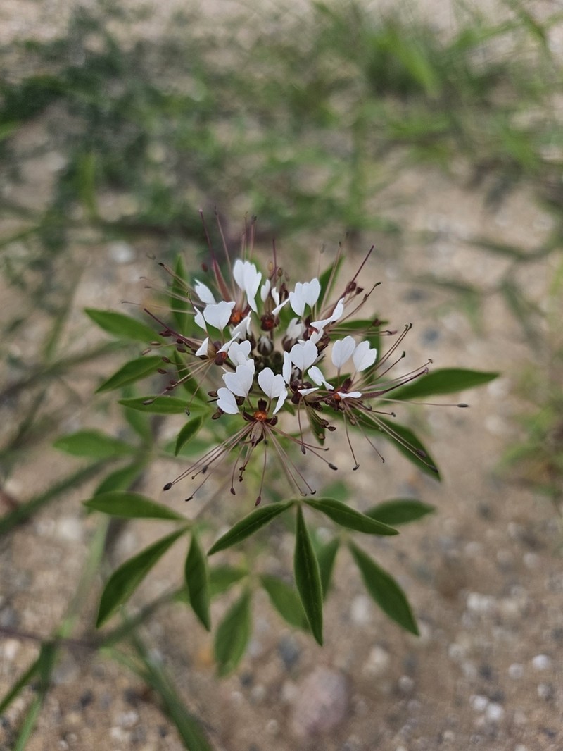 Cleome trachysperma photo 4