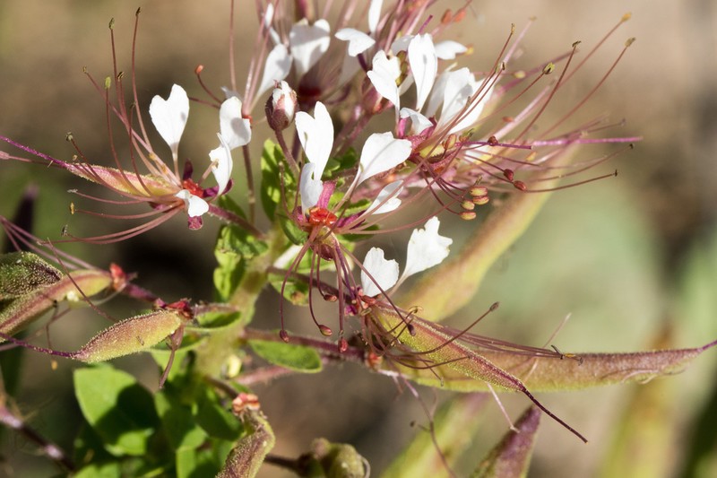 Cleome trachysperma photo 5