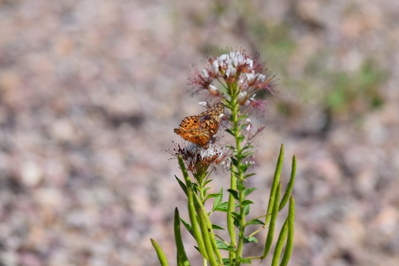 Cleome trachysperma photo 6