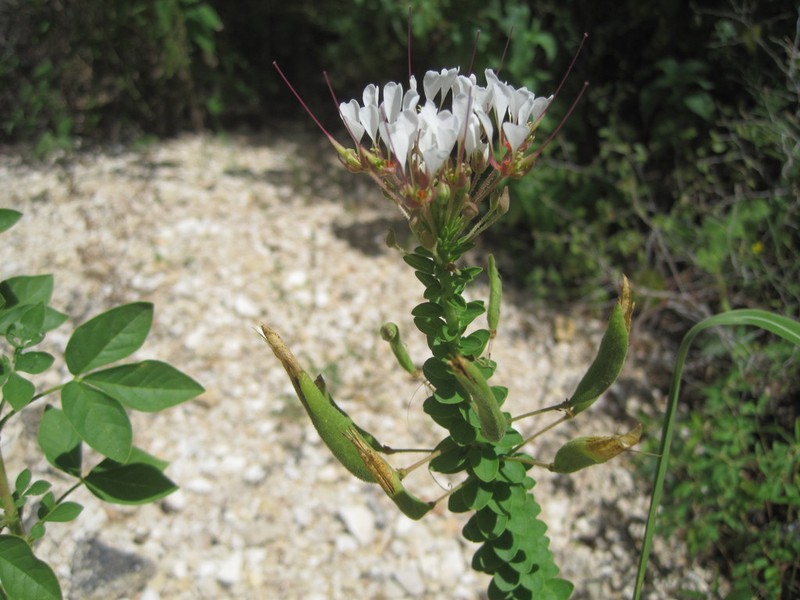 Cleome trachysperma photo 7