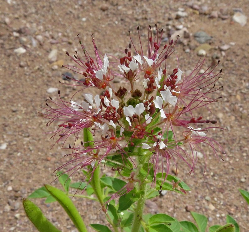 Cleome trachysperma photo 8
