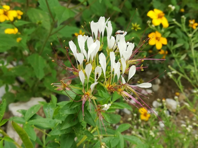 Mexican Clammyweed