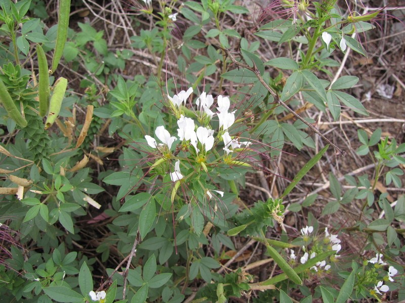 Mexican Clammyweed photo 2
