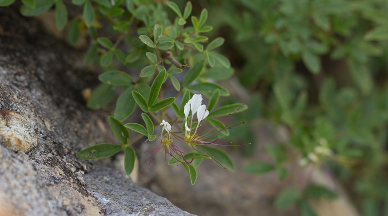 Mexican Clammyweed photo 3