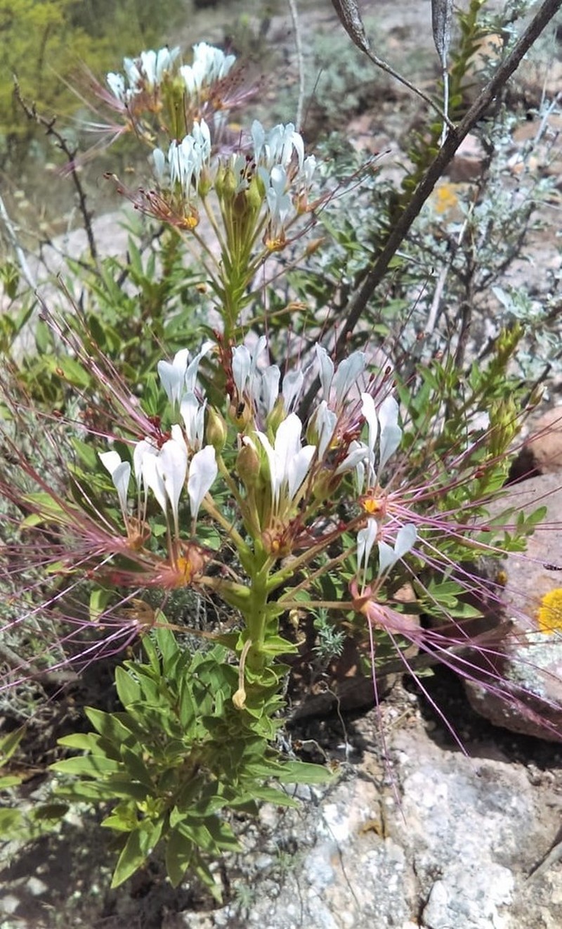 Mexican Clammyweed photo 4