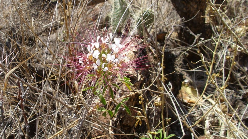 Mexican Clammyweed photo 5