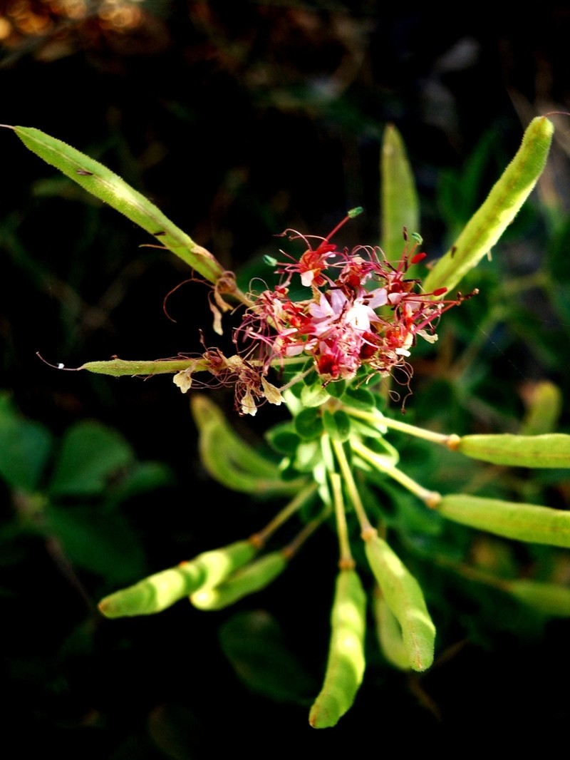 Mexican Clammyweed photo 6