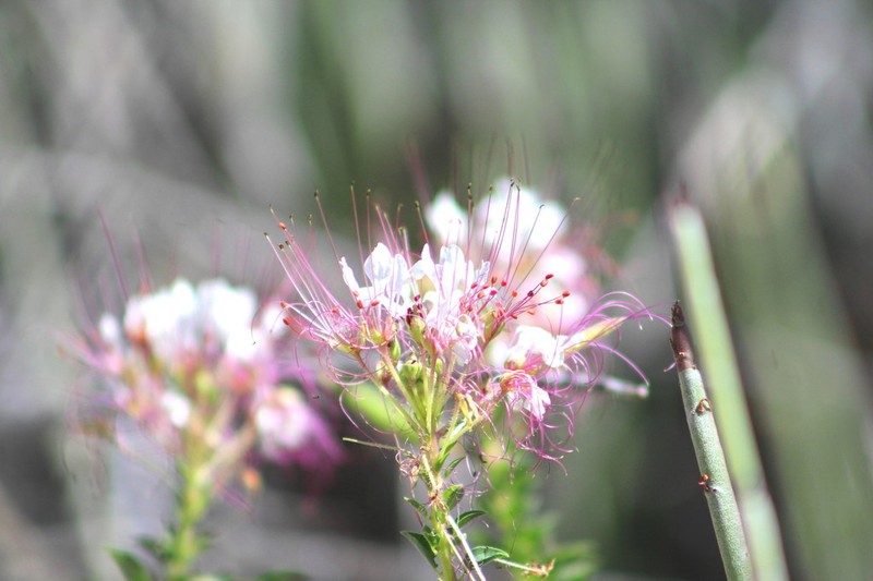 Mexican Clammyweed photo 7