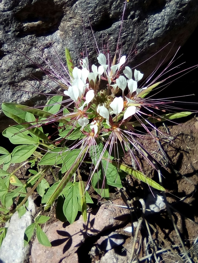Mexican Clammyweed photo 8