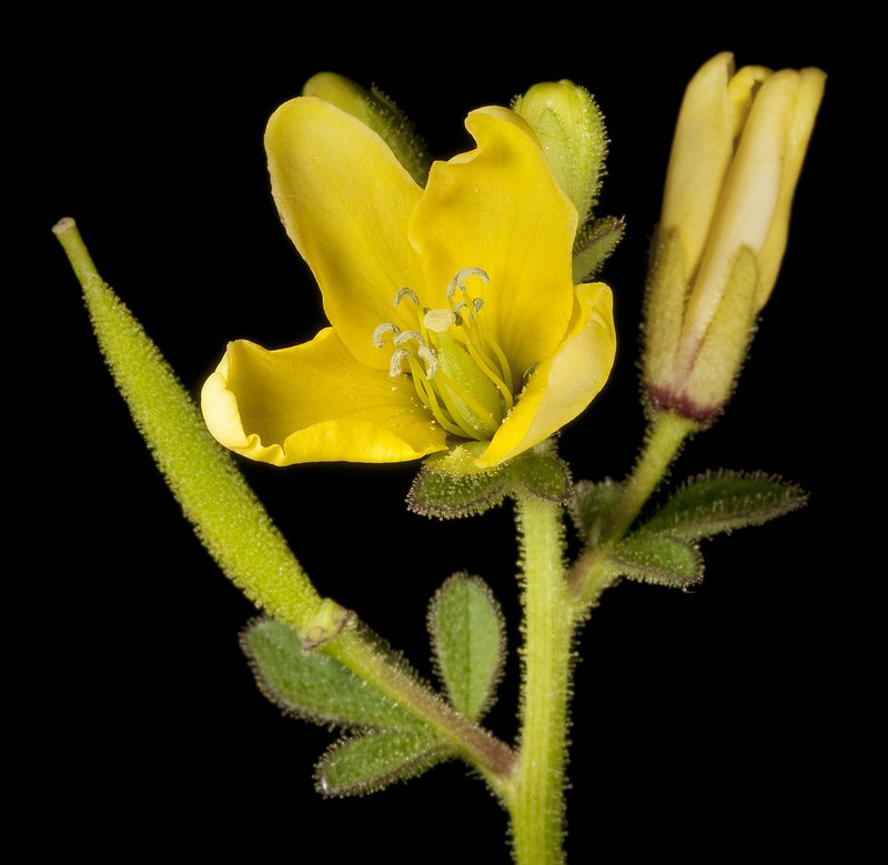 Asian Spiderflower photo 2