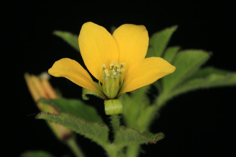 Asian Spiderflower photo 4