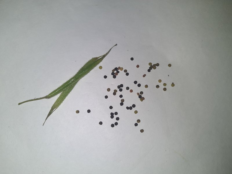 Asian Spiderflower photo 5