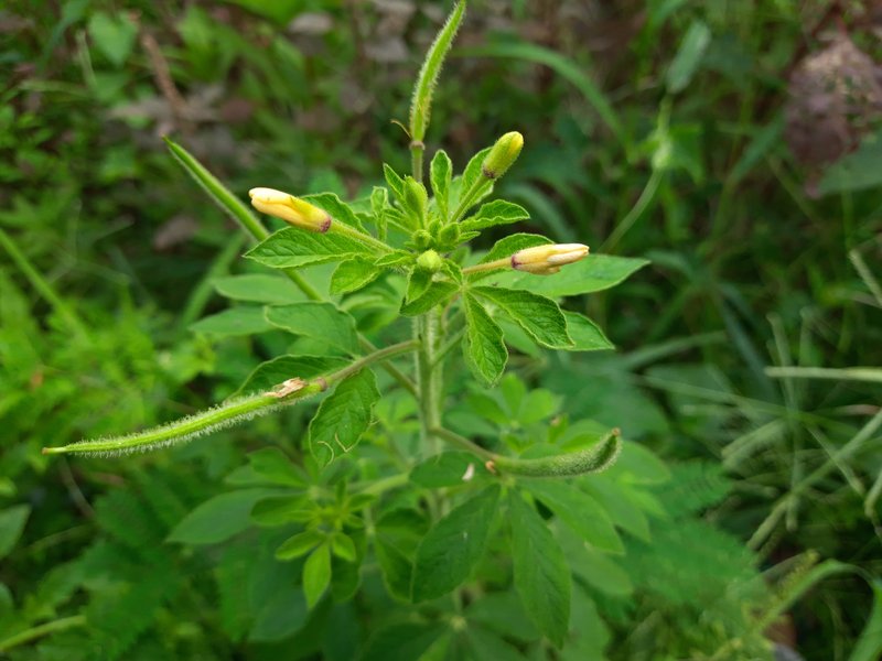 Asian Spiderflower photo 6