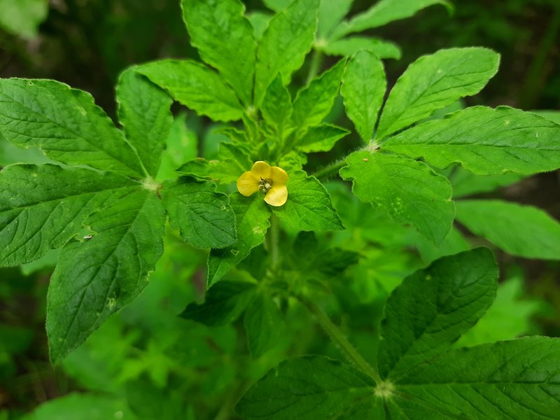 Asian Spiderflower photo 7