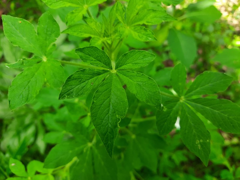Asian Spiderflower photo 8