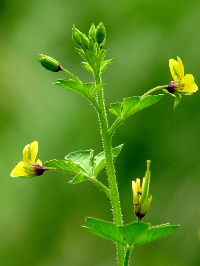 Asian Spiderflower