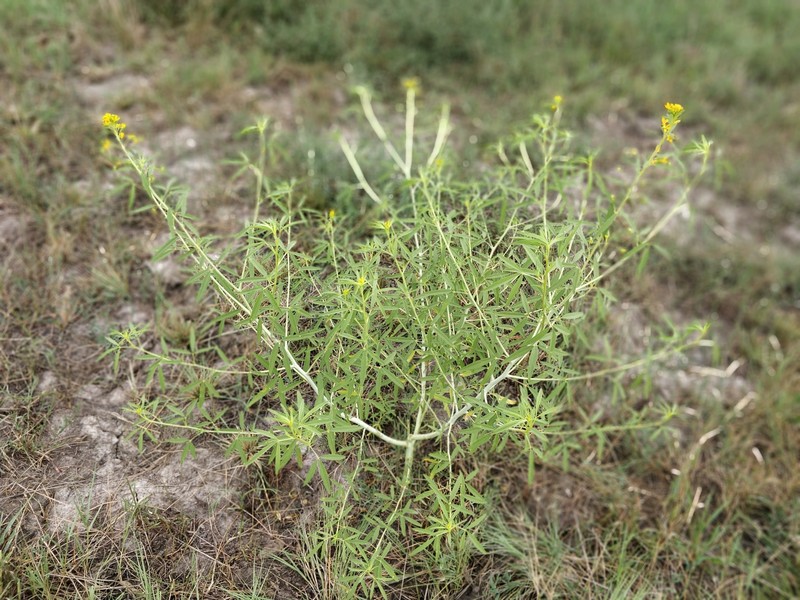 Narrowleaf Rhombopod