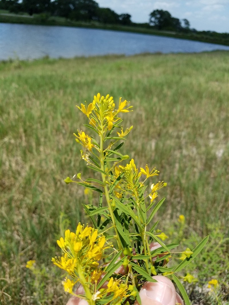 Narrowleaf Rhombopod