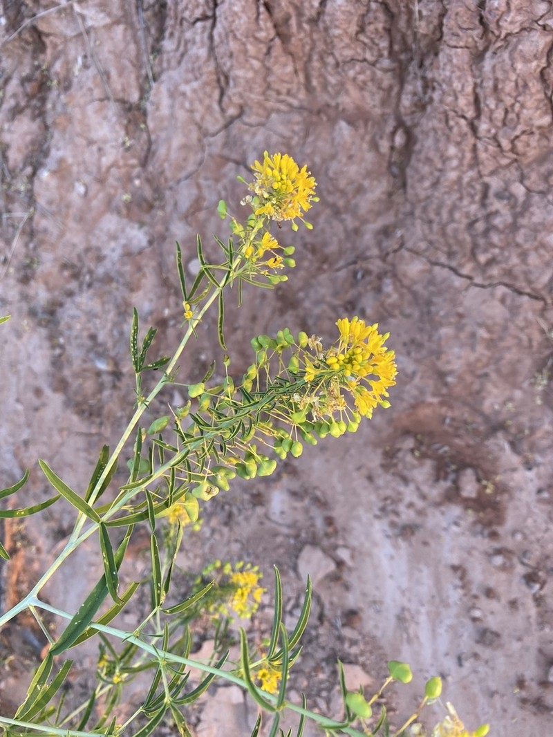 Narrowleaf Rhombopod photo 2