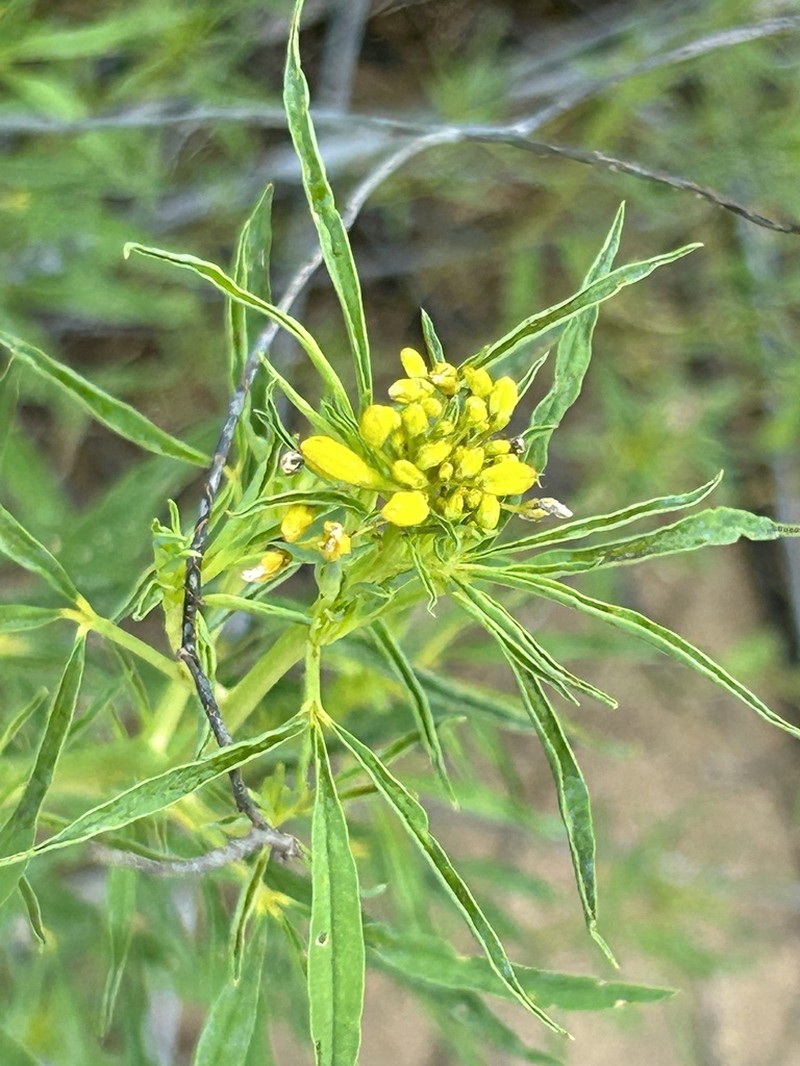 Narrowleaf Rhombopod photo 3