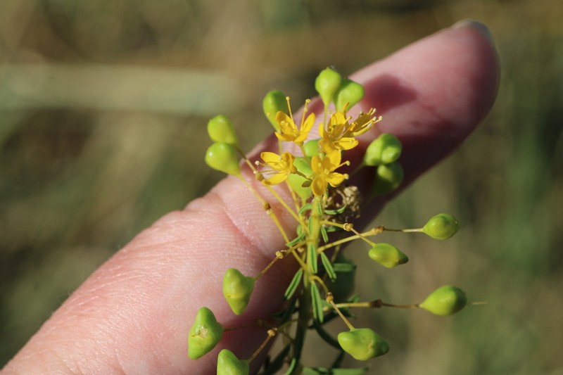 Narrowleaf Rhombopod photo 4