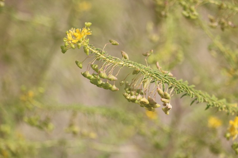 Narrowleaf Rhombopod photo 5