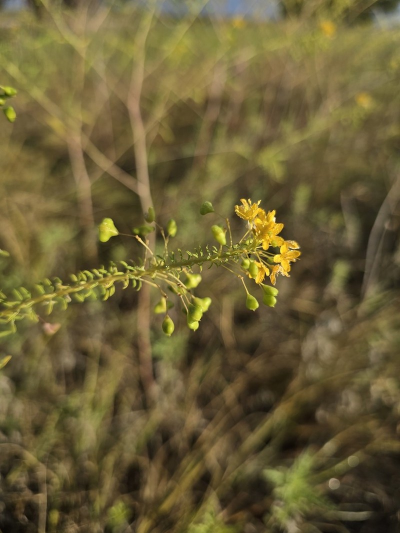 Narrowleaf Rhombopod photo 6