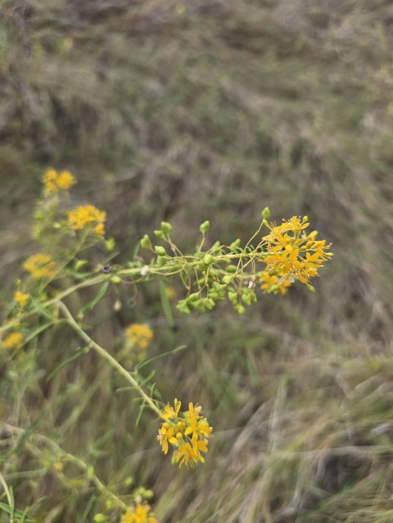 Narrowleaf Rhombopod photo 7
