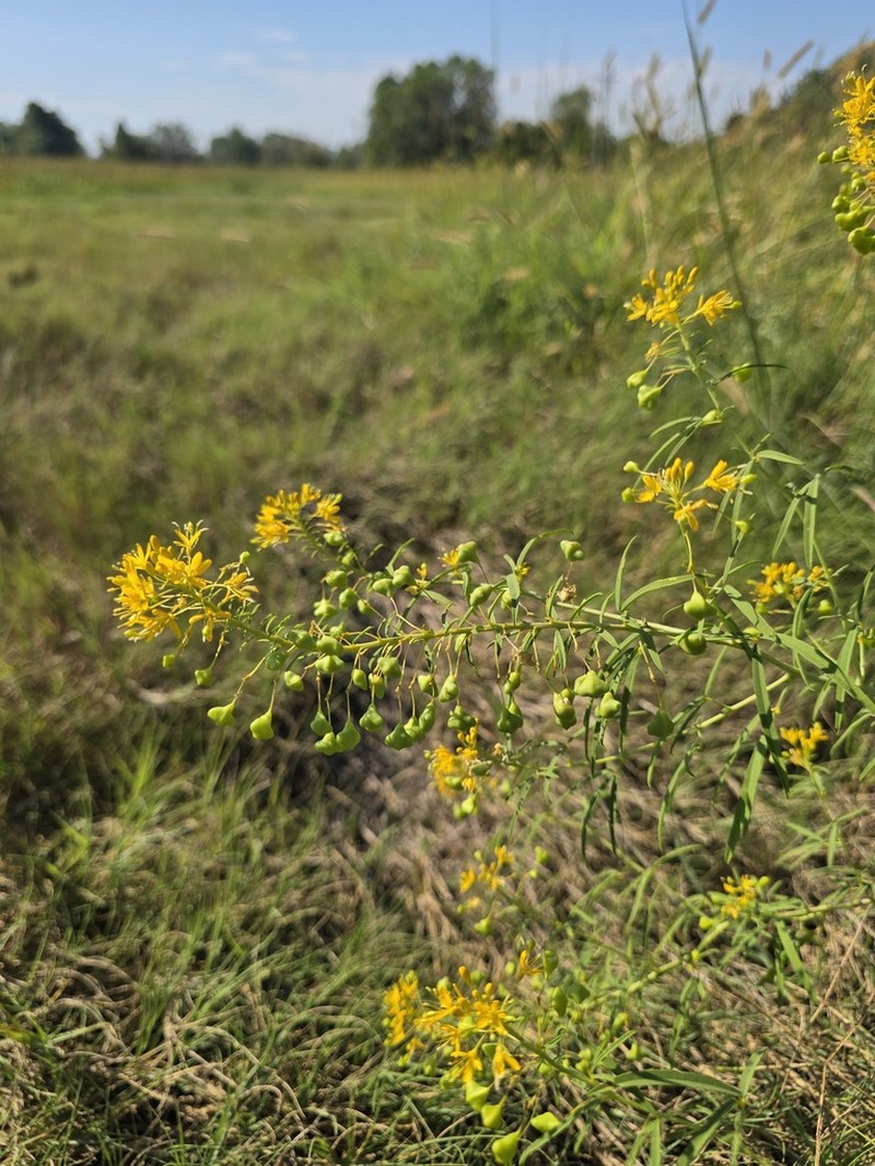 Narrowleaf Rhombopod photo 8