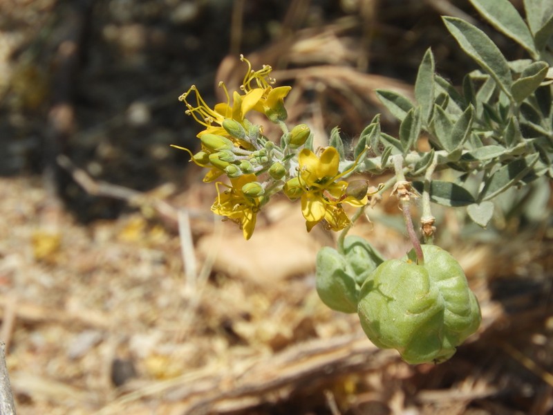 Bladderpod Spiderflower photo 2