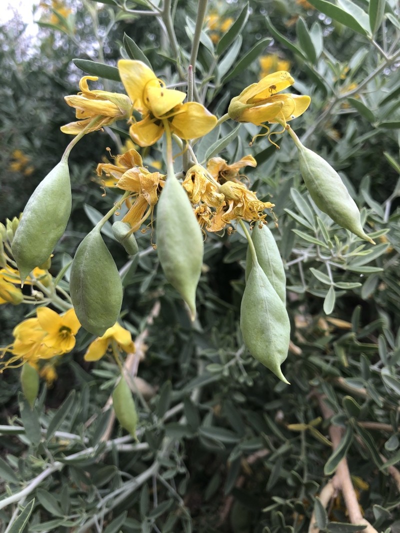 Bladderpod Spiderflower photo 3