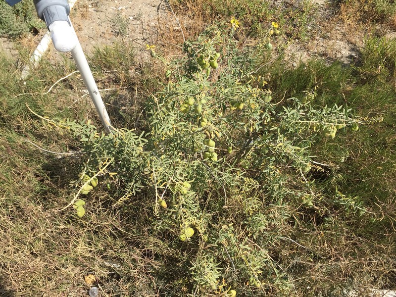 Bladderpod Spiderflower photo 4