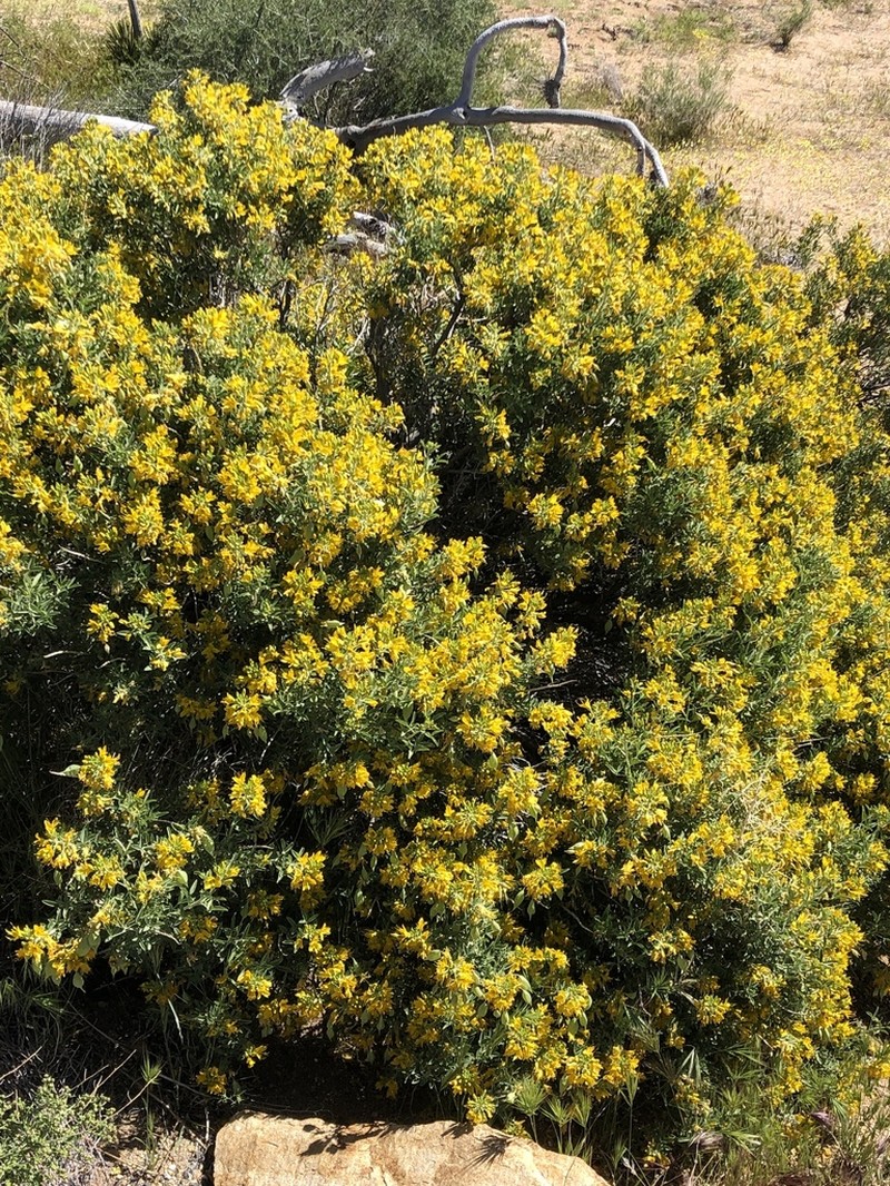 Bladderpod Spiderflower photo 5