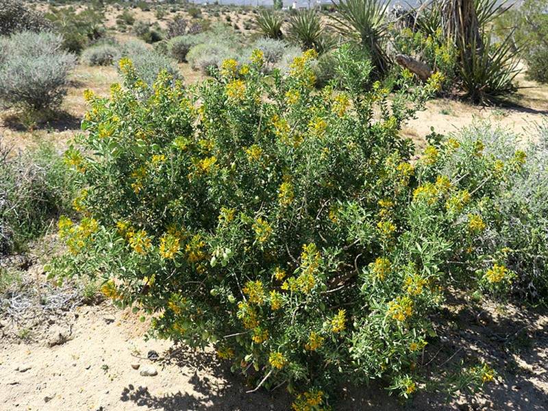 Bladderpod Spiderflower photo 6
