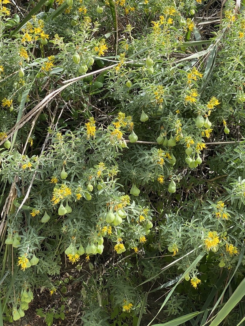 Bladderpod Spiderflower photo 8