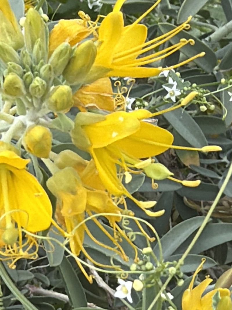 Cleomella arborea var. angustata