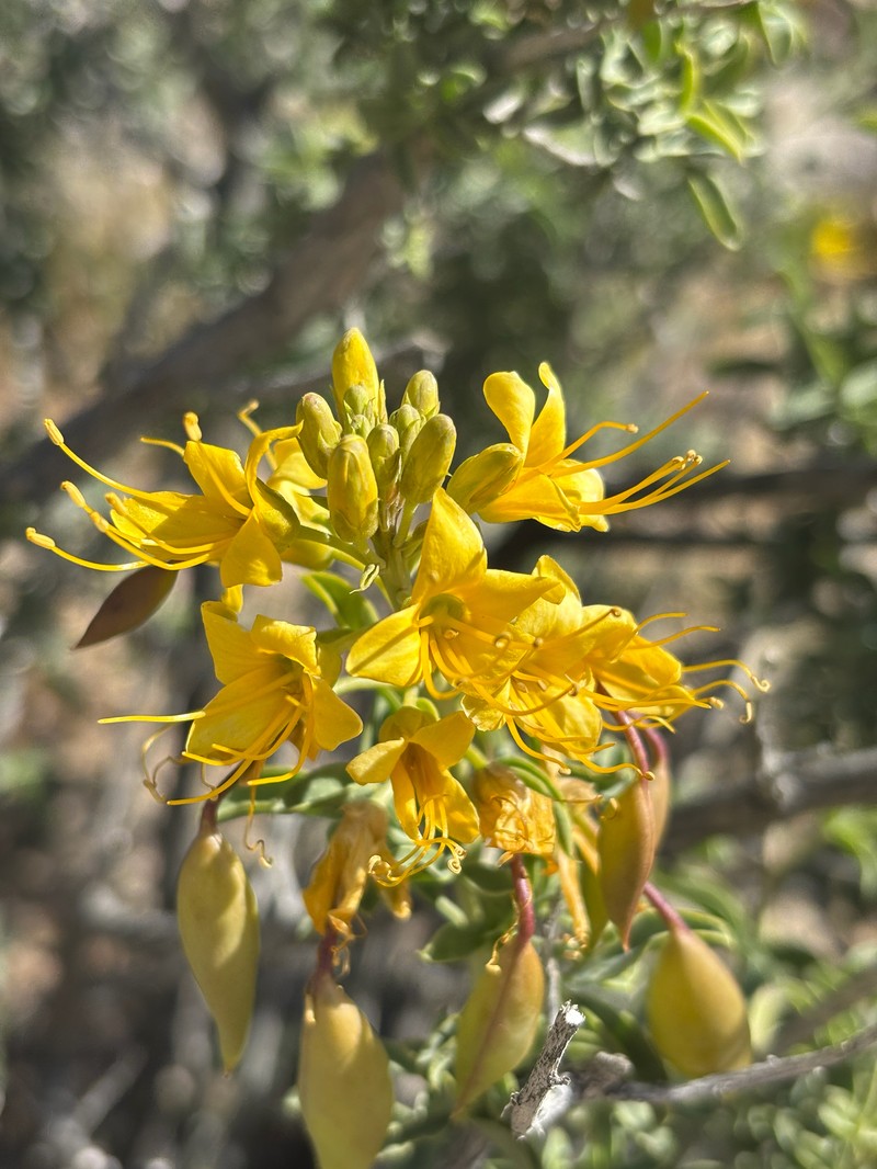 Cleomella arborea var. angustata photo 2