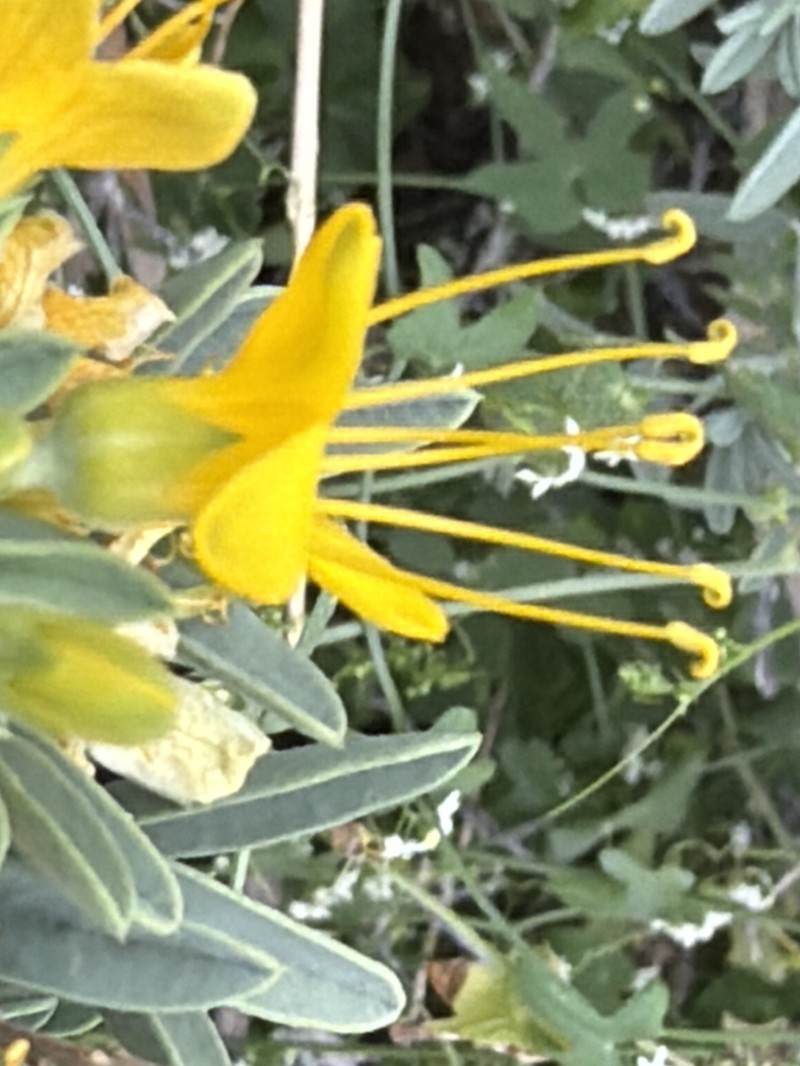 Cleomella arborea var. angustata photo 3