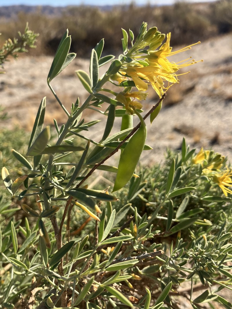 Cleomella arborea var. angustata photo 6