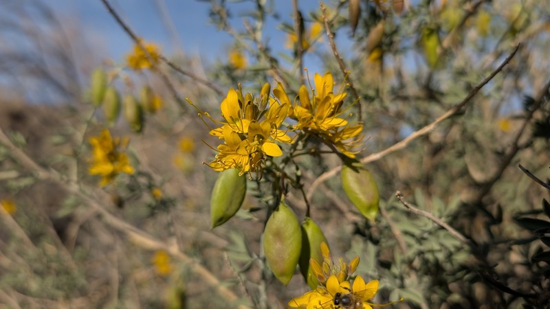 Cleomella arborea var. angustata photo 8