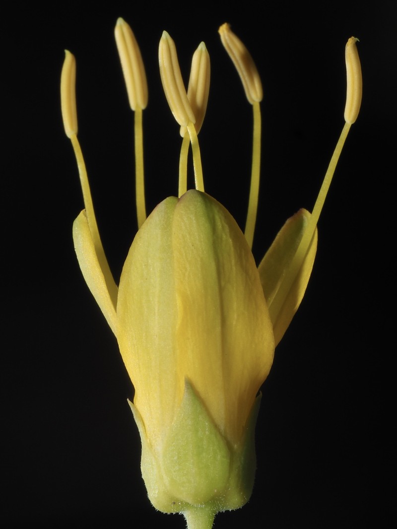 Cleomella arborea var. arborea