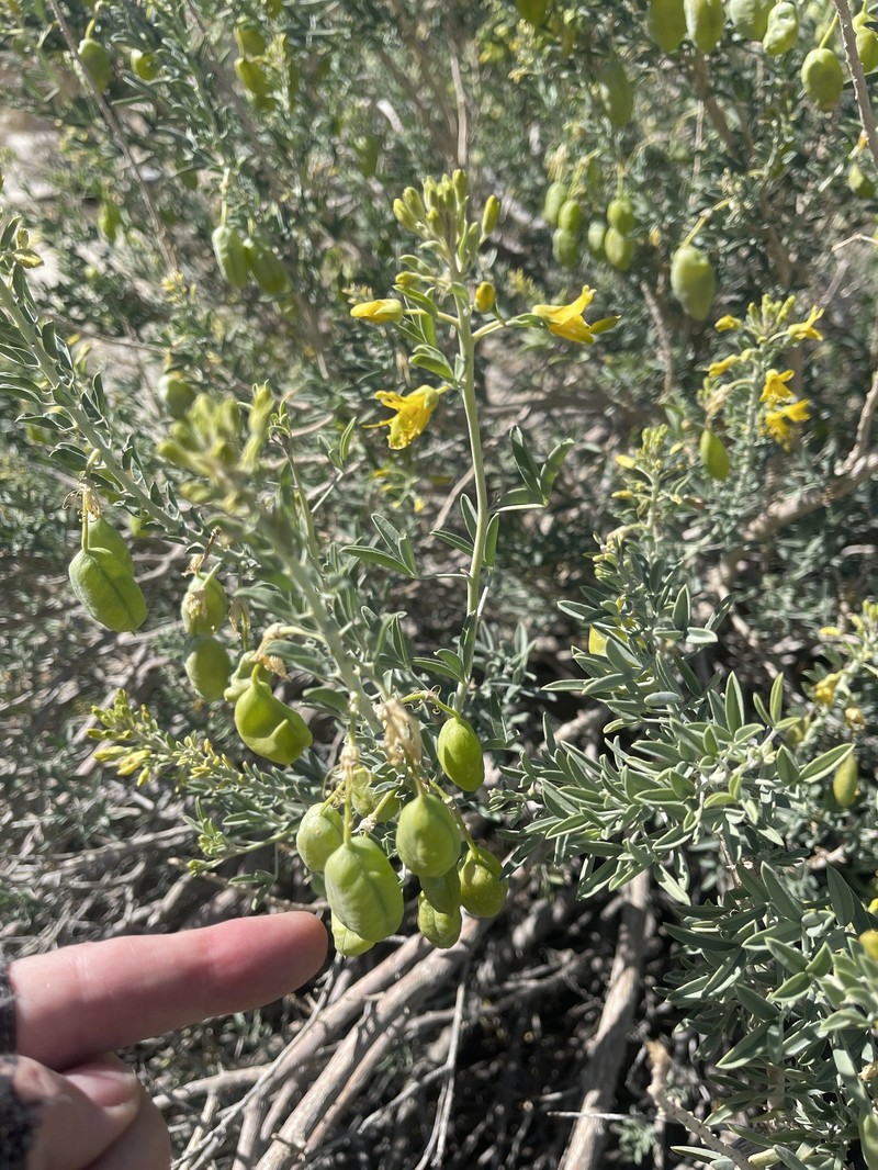 Cleomella arborea var. arborea photo 2