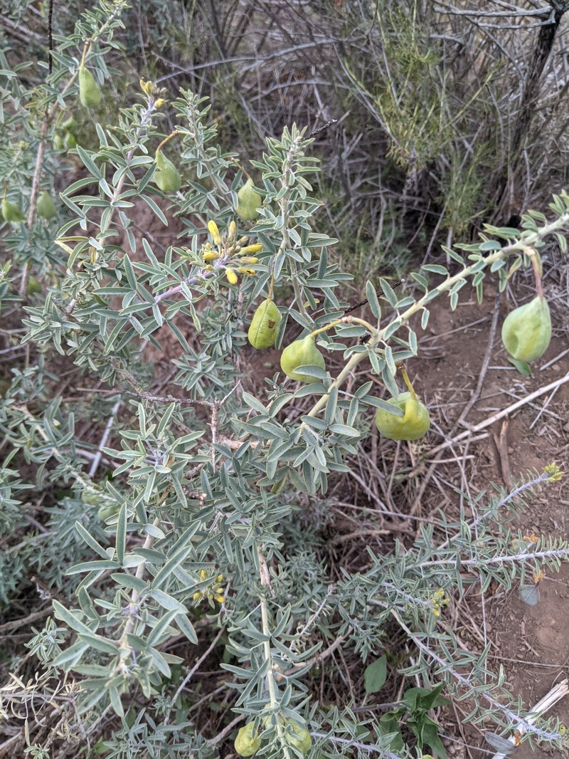 Cleomella arborea var. arborea photo 5