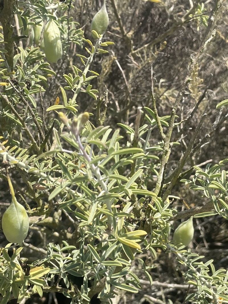 Cleomella arborea var. arborea photo 6