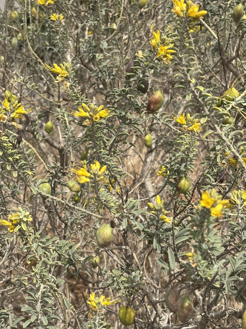 Cleomella arborea var. arborea photo 8