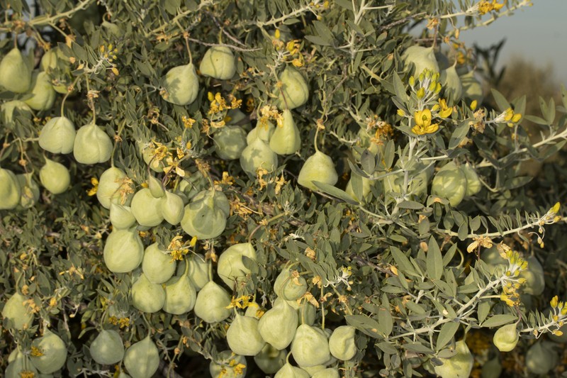 Cleomella arborea var. globosa