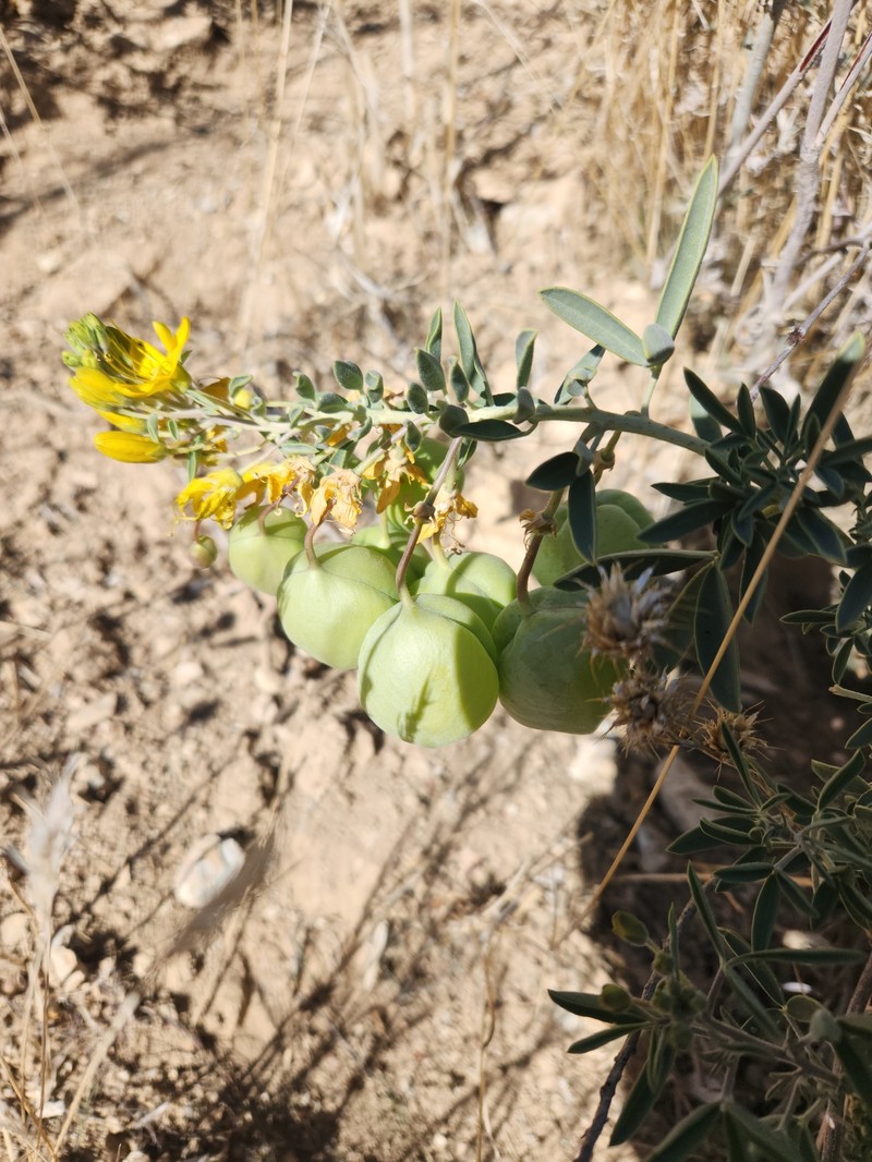 Cleomella arborea var. globosa photo 2