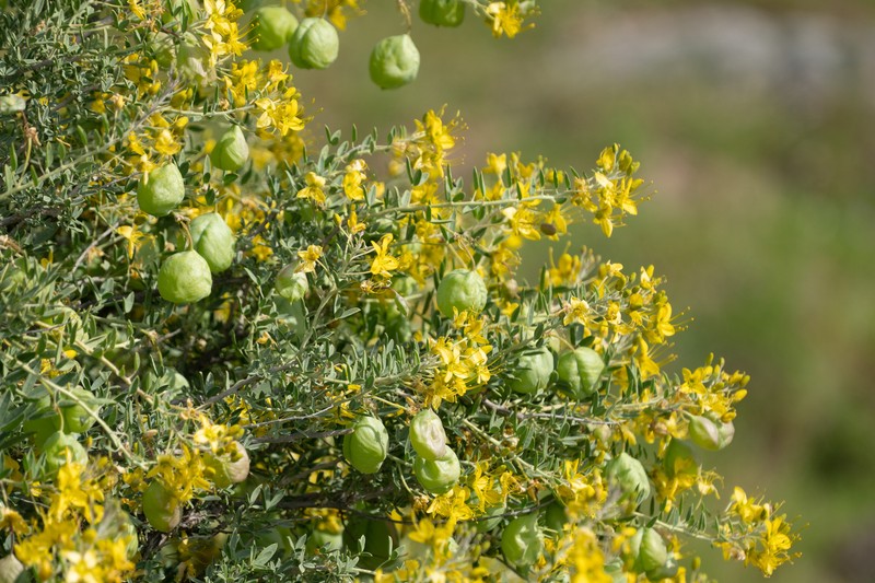 Cleomella arborea var. globosa photo 4