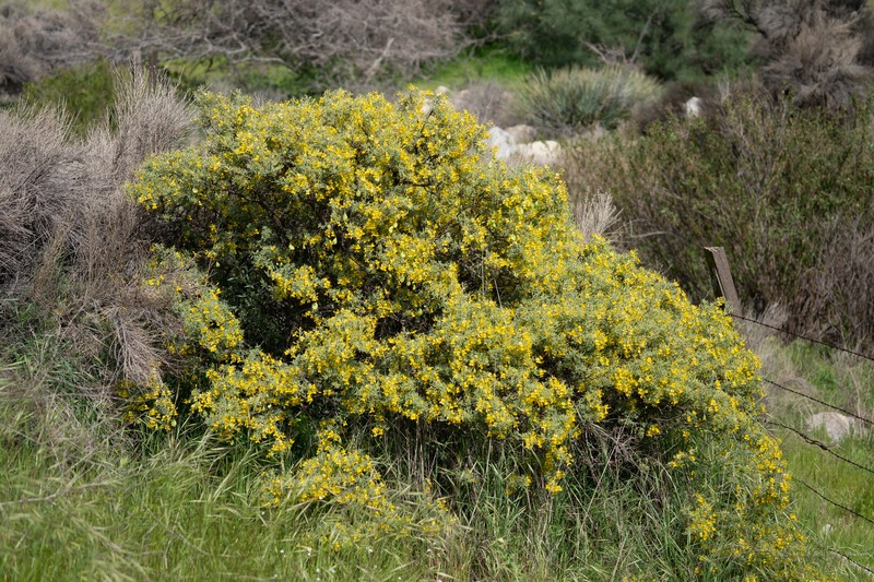 Cleomella arborea var. globosa photo 5