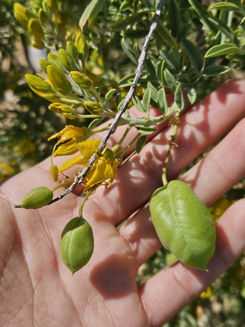 Cleomella arborea var. globosa photo 6